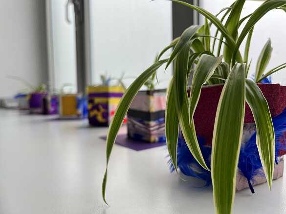 Pflanze auf einer Fensterbank